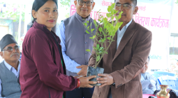 निःशूल्क फलफूलका बिरुवा वितरण, २०८२